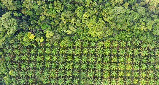 Plantation de palmiers Ă huile en Malaisie